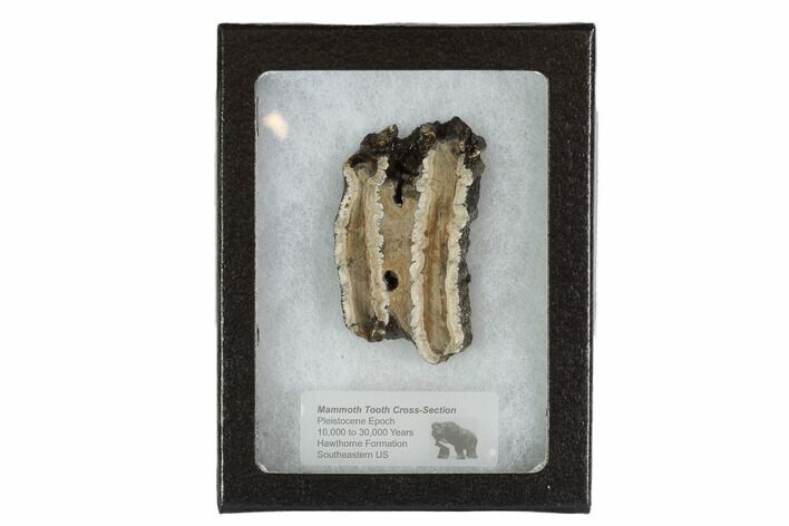 Mammoth Molar Slice With Case - South Carolina #95265